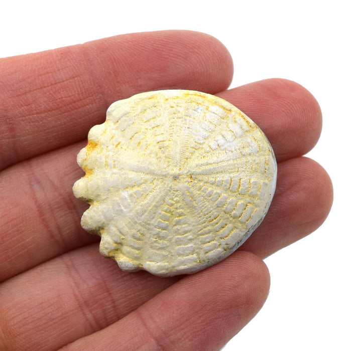 Hardouinia Fossil Replica, 4cm - Mesozoic Echinoderm Model - Eisco Labs