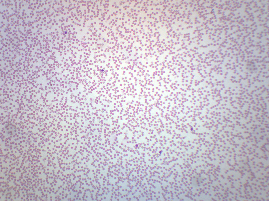Human Blood Smear WR Stain - Prepared Microscope Slide - 75x25mm