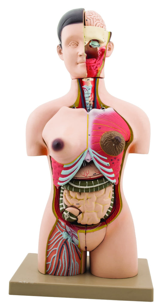 Half Size Human Torso 28 Parts — Eisco Labs