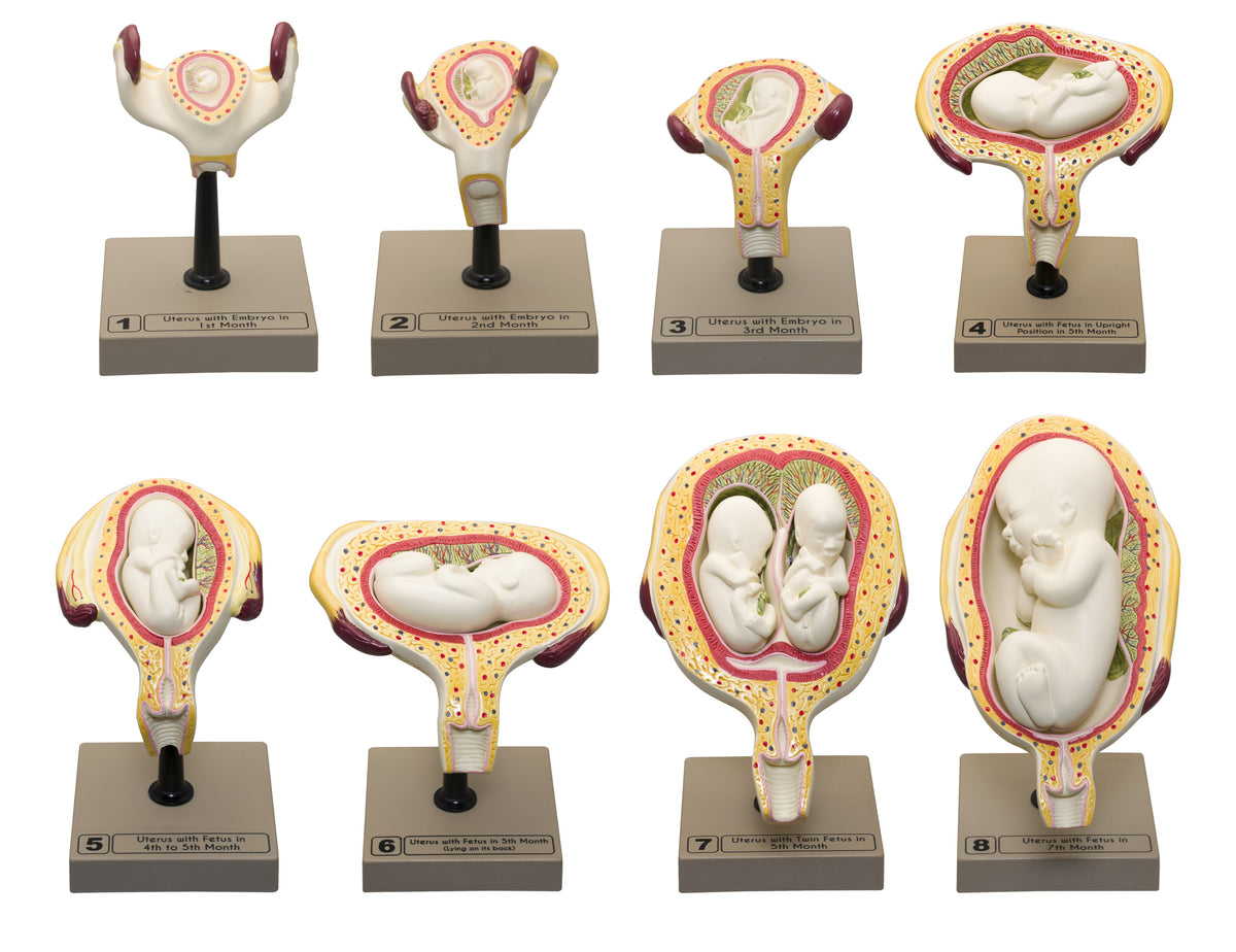 Human Embryo/Fetus Development in Utero Model Set — Eisco Labs