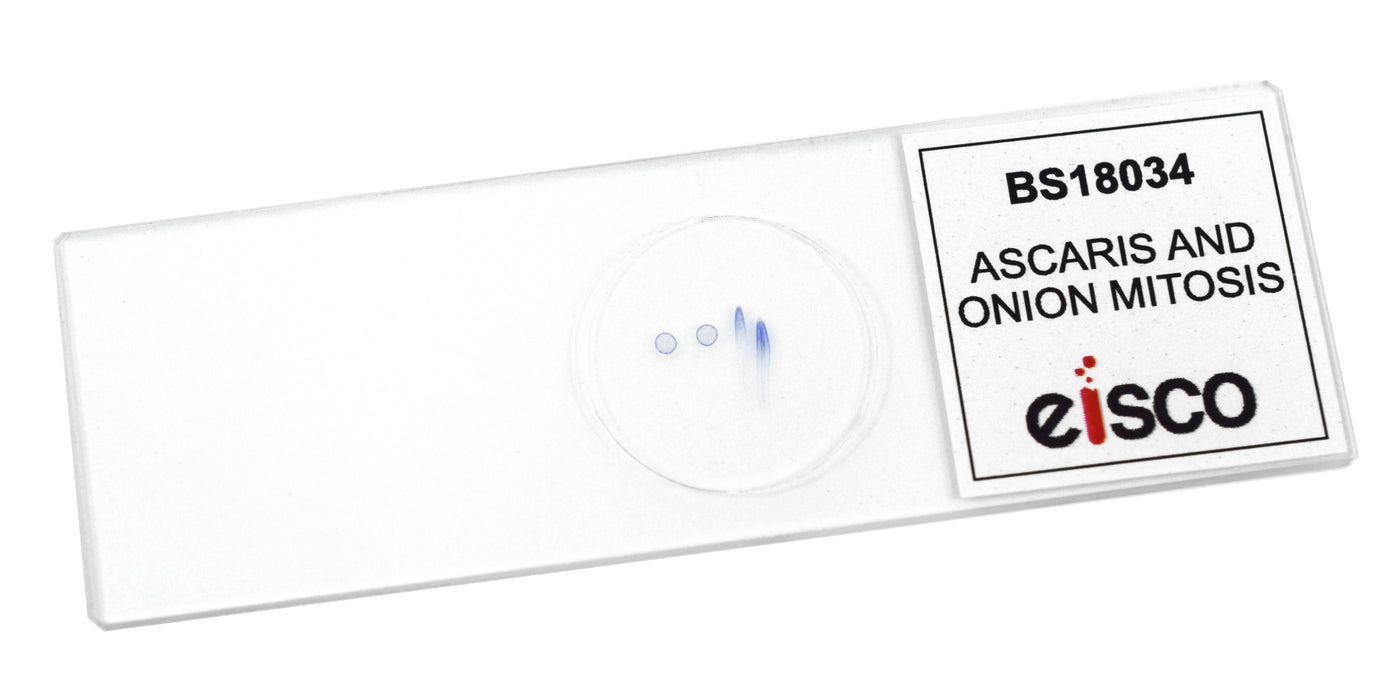 Ascaris & Onion Mitosis - Prepared Microscope Slide - 75x25mm