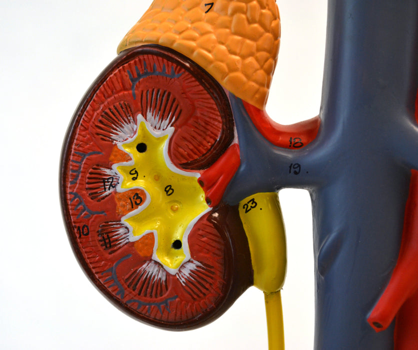 Eisco Life-Size Human Male Urinary System Model, 5 Parts