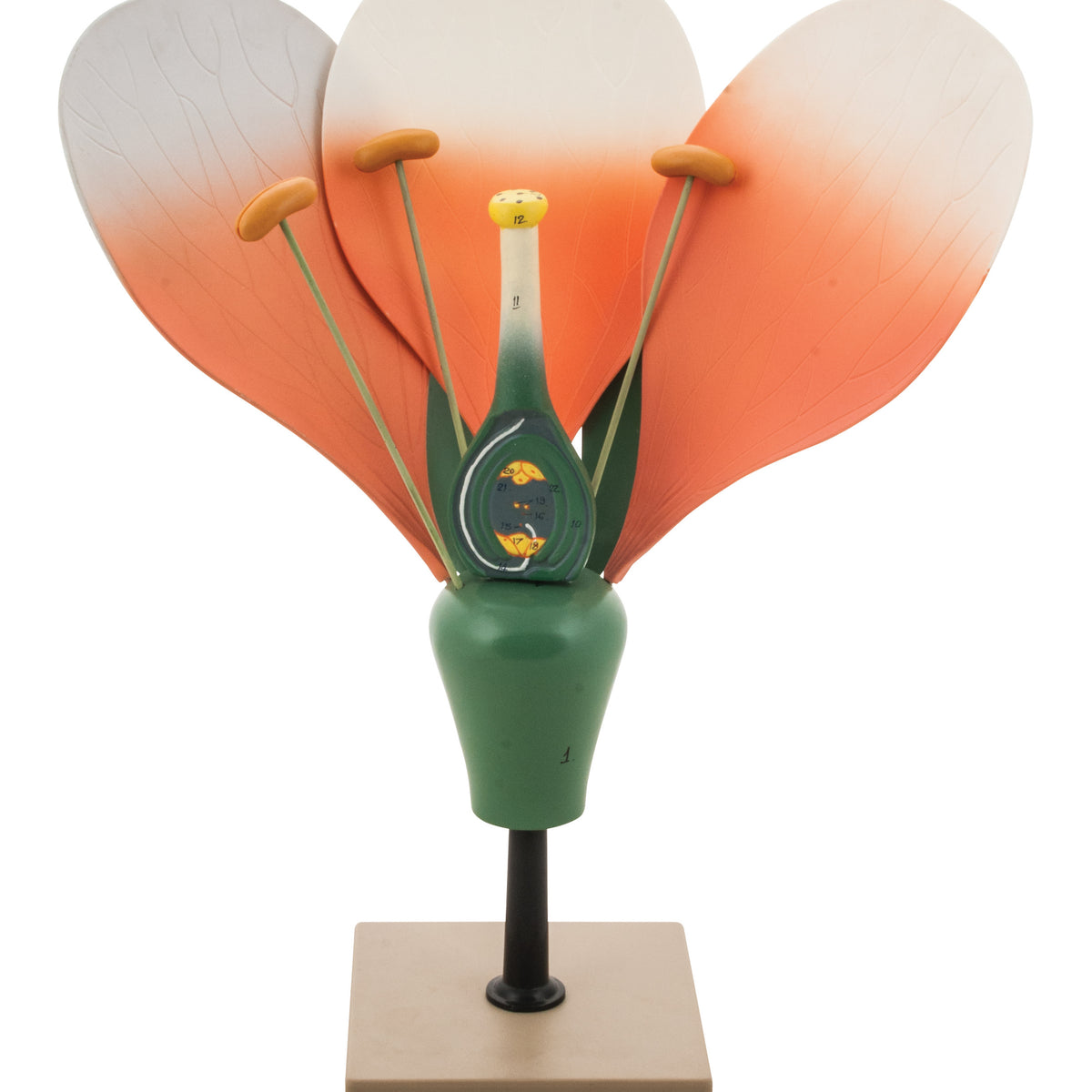 Flower Cross Section Model - 10X Life Size — Eisco Labs