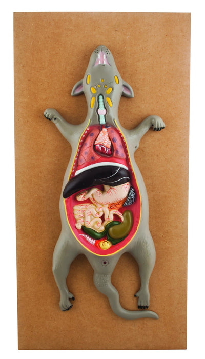 Eisco Labs Male Rat / Mouse Dissection Anatomical Model 24" x 12 Base