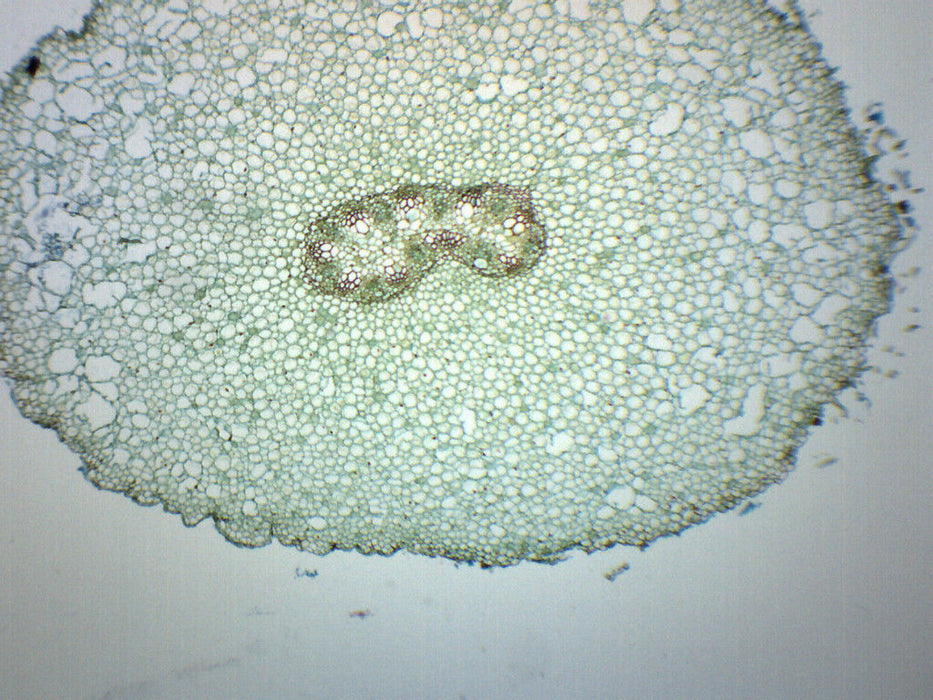 Ranunculus Young & Mature Root - Cross Section - Prepared Microscope Slide - 75x25mm