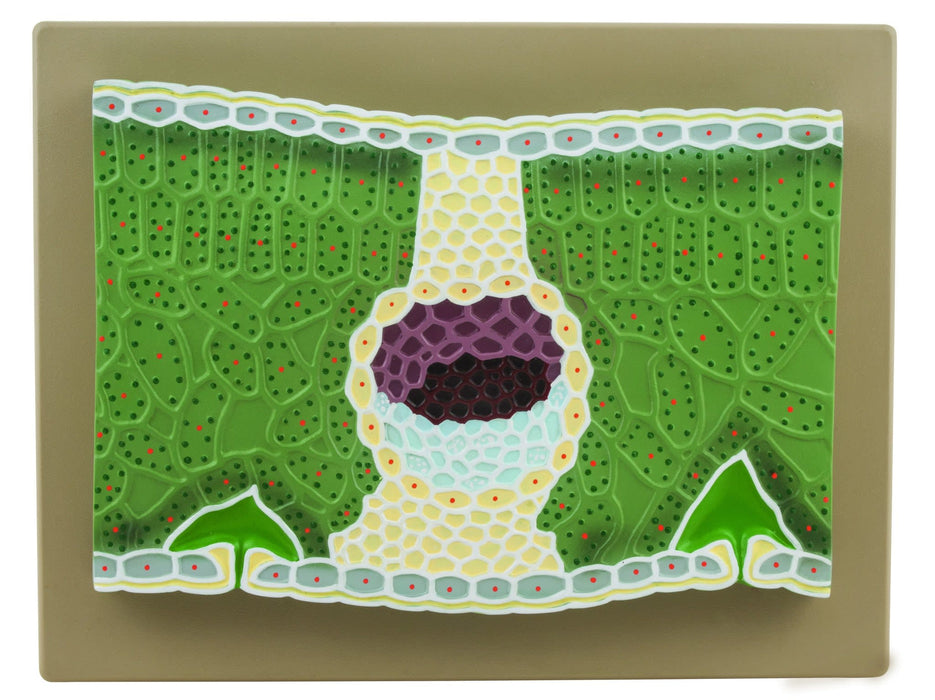 Dicot Leaf Model, on Base - 11" - Greatly Magnified - Eisco Labs