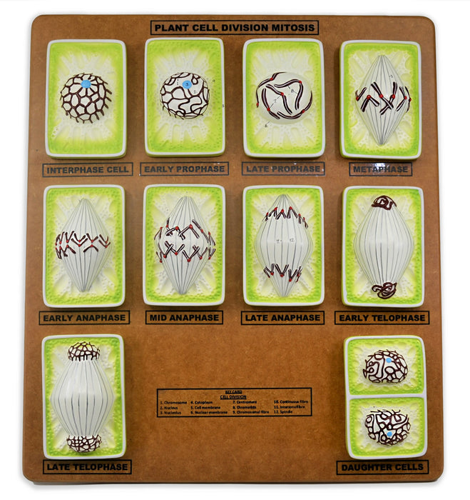 Plant Mitosis Model, 18 Inch - Three-Dimensional - Mounted