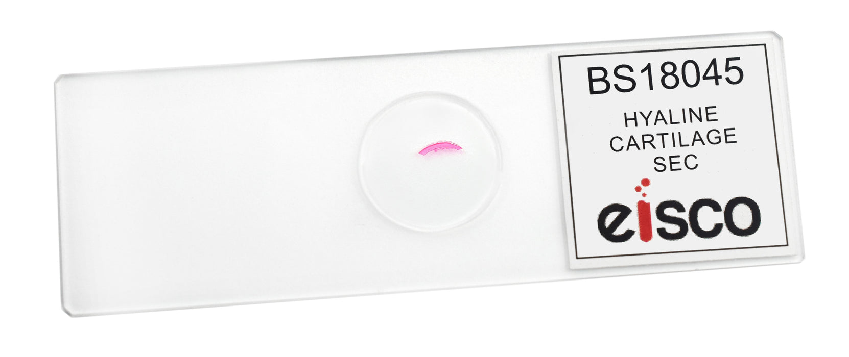Hyaline Cartilage - Prepared Microscope Slide - 75x25mm