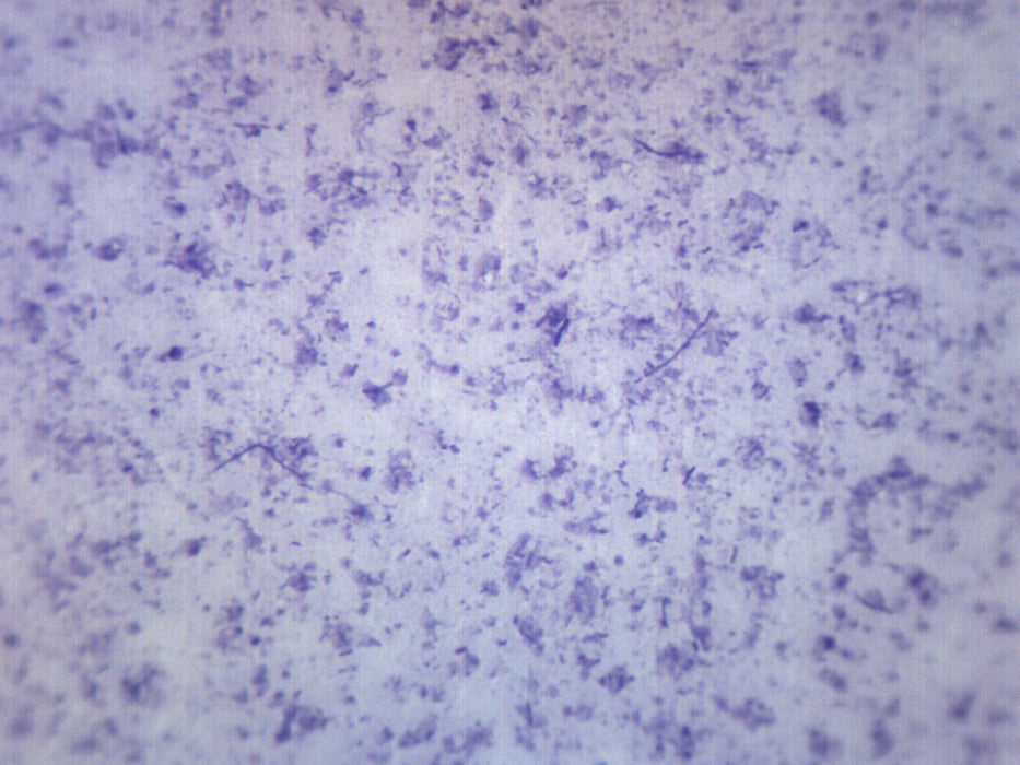 Bacillus Culture - Prepared Microscope Slide - 75x25mm