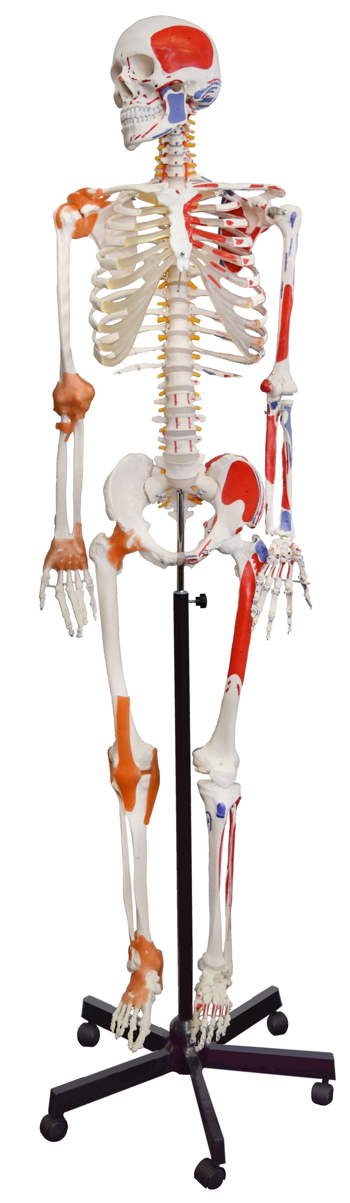 Human Muscular Skeleton Model, Natural Size - Flexible, Painted
