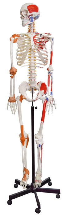 Human Muscular Skeleton Model, Natural Size - Flexible, Painted Muscle Origins & Insertions, Ligaments Details - Rod Mount with Rolling Base - Eisco Labs