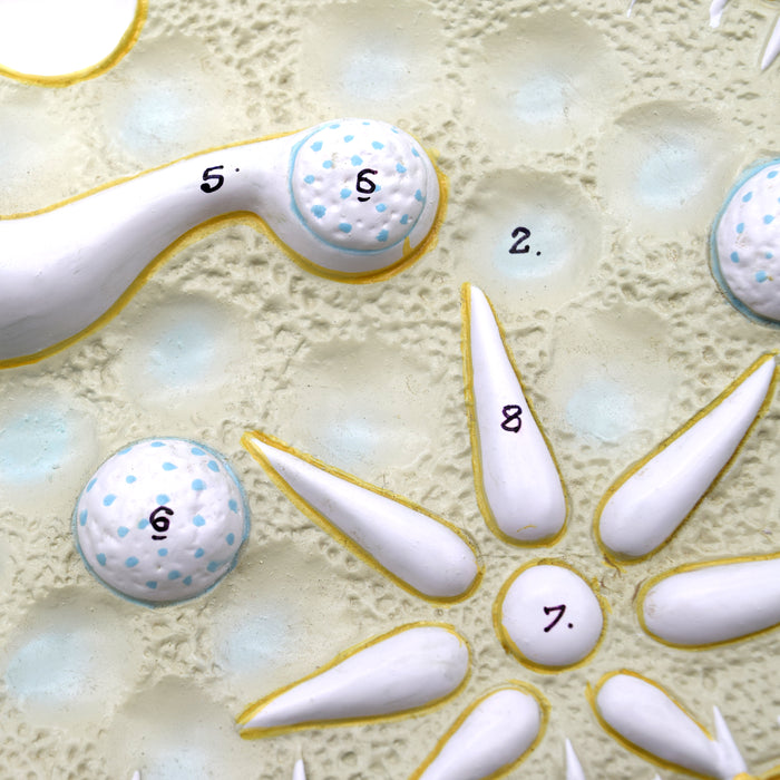 Paramecium Model, Three Dimensional, Sectional View  with Hand Painted Details - Mounted on Base, 15" x 9.5" - Eisco Labs