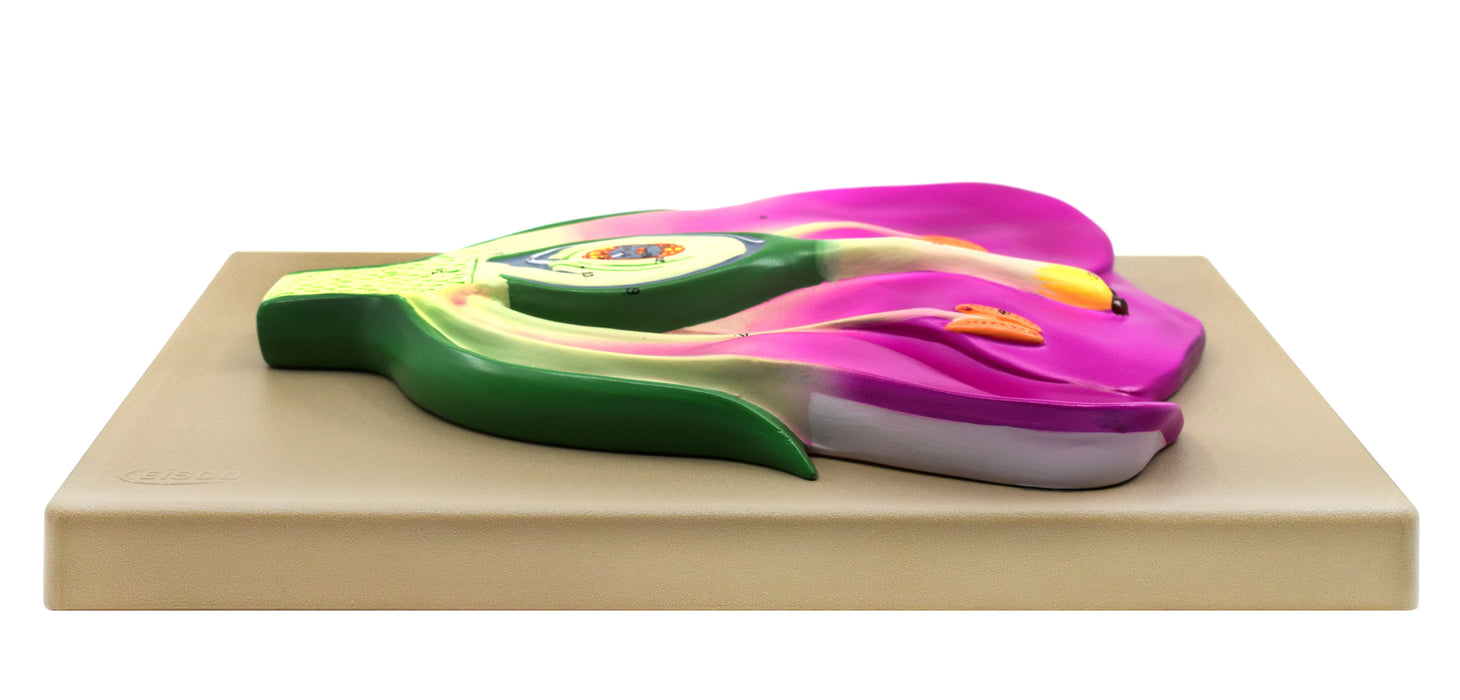 Typical Flower Model, Three Dimensional, Vertical Section  with Hand Painted Details - Mounted on Base, 14" x 9" - Eisco Labs