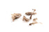 EISCO Simulated Owl Pellet - Mouse, approx.  3”x1.5”