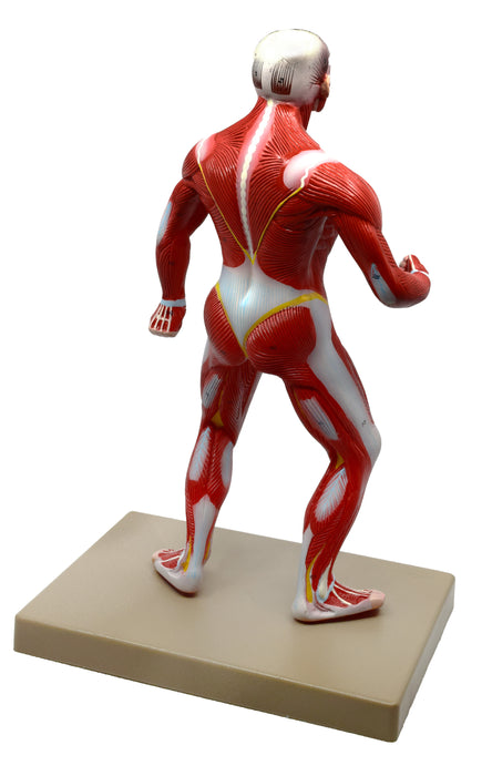 Eisco Human Muscular Body Anatomical Model, 1/4 Life-Size