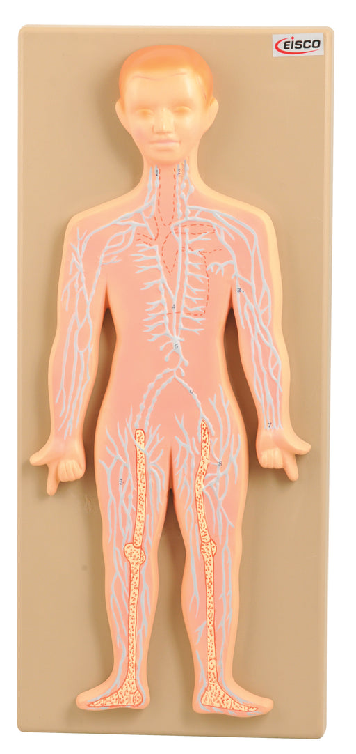 Human Lymphatic System Anatomical Model - Mounted on 18" x 8" Base - Hand Painted - Includes Key Card