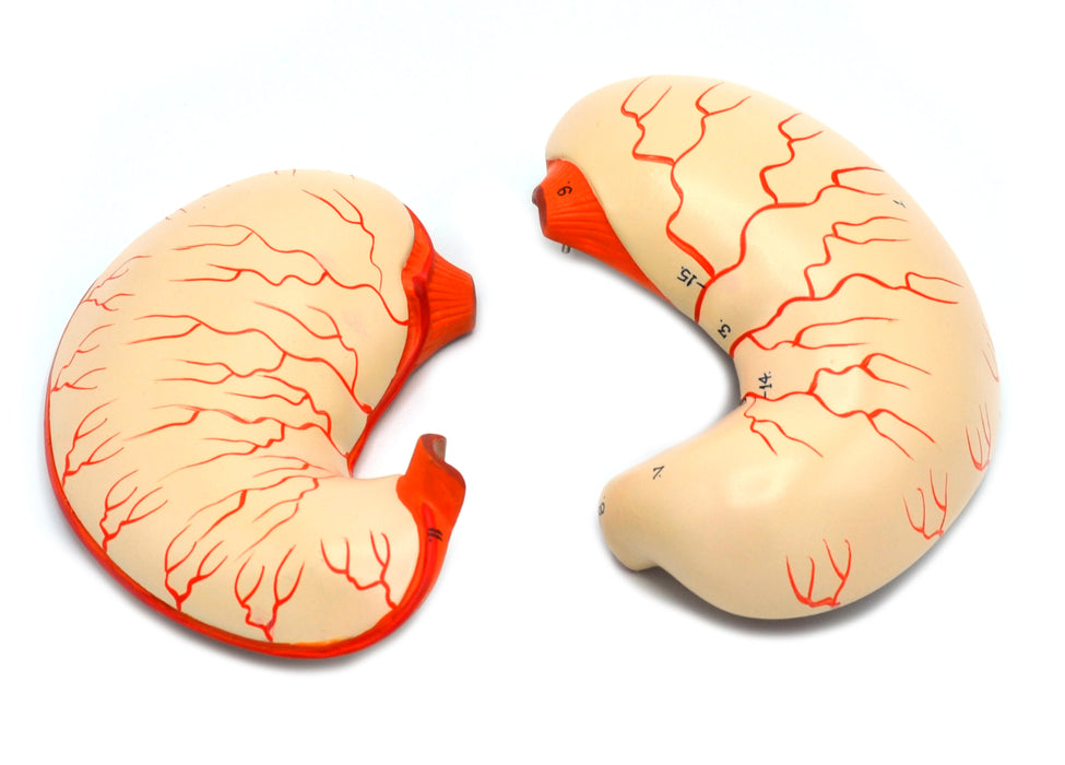 Human Stomach Bisection Model - Life Size - Eisco Labs