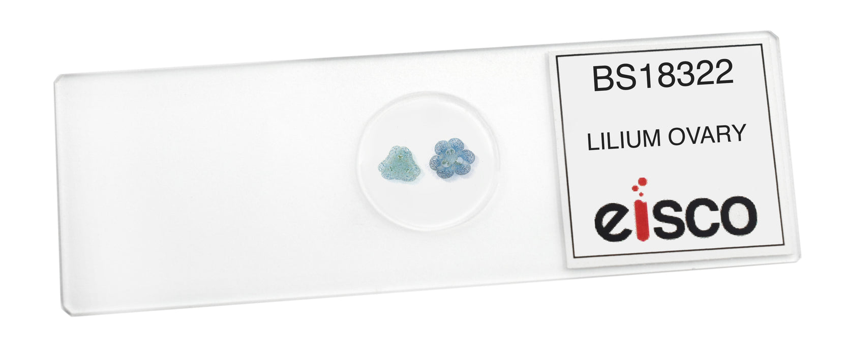 Lilium Ovary - Prepared Microscope Slide - 75x25mm