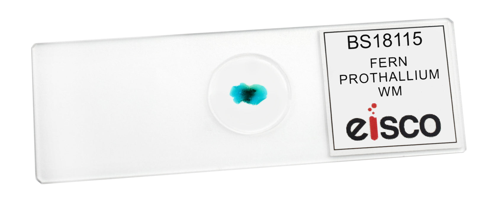 Fern Prothallium - Prepared Microscope Slide - 75x25mm