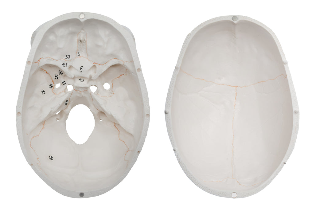 Eisco Full-Size Adult Human Skull Model with Removable Skull Cap, 3 Parts