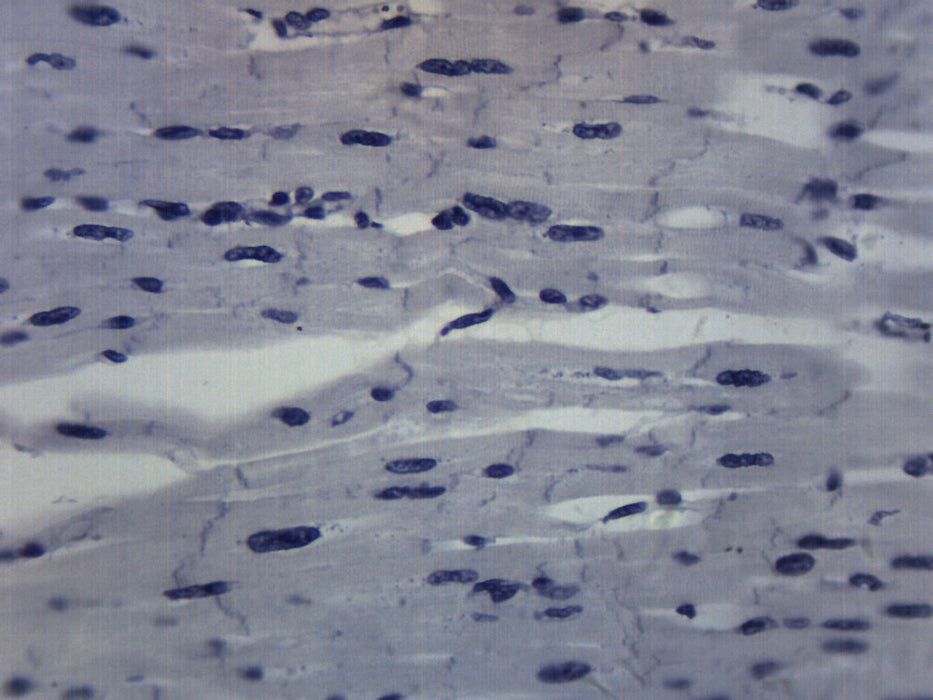 Cardiac Muscle - Prepared Microscope Slide - 75x25mm