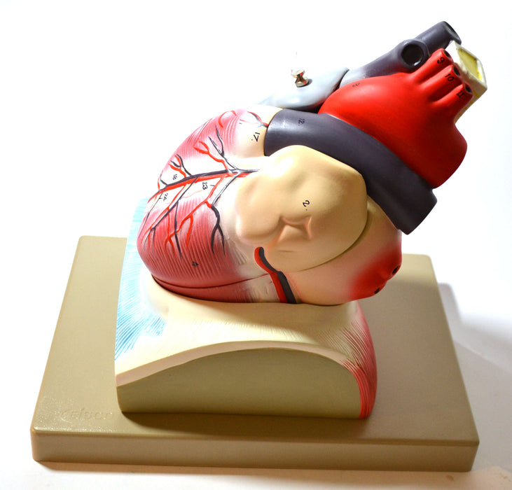 Eisco Labs Human Heart Model; Larger than Life Size (8" in height); On Diaphragm