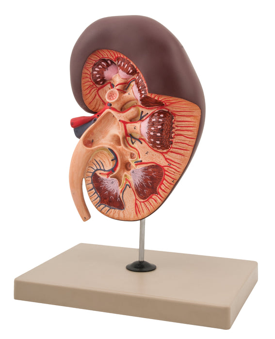 Kidney 3D With Gland