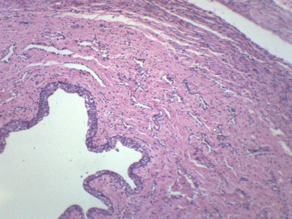 Female Urethra - Cross Section - Prepared Microscope Slide - 75x25mm