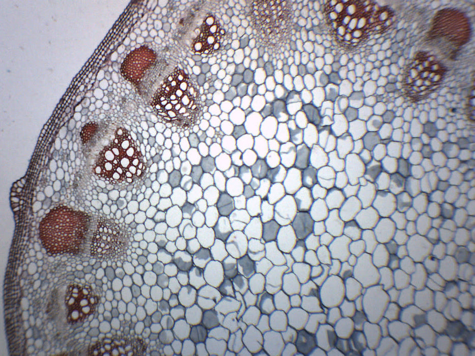 Gymnosperm & Angiosperm - Prepared Microscope Slide - 75x25mm