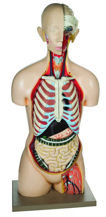 Eisco Life-Size Sexless Human Torso Model, 13 Parts