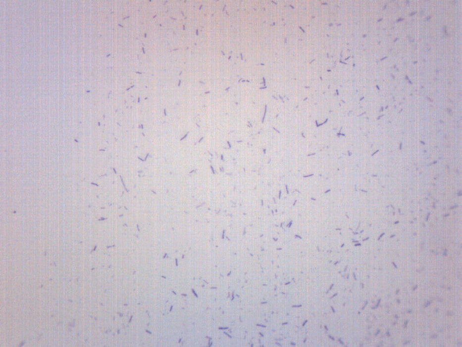 Lactobacillus Acidophilus, Gram Positive - Prepared Microscope Slide - 75x25mm