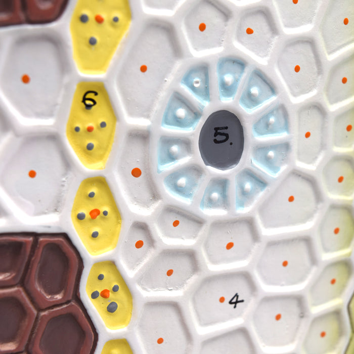 Dicot Stem Model, Three Dimensional, Transverse and Longitudinal Section View, with Hand Painted Details, Magnified - Mounted on Base, 11" x 18" x 8" - Eisco Labs