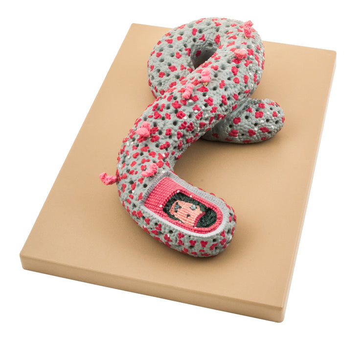 Ebola Virus Model, Three Dimensional, Sectional View, with Hand Painted Details, 100,000x Magnified - Mounted on Base, 16"x12"x1" - Eisco Labs