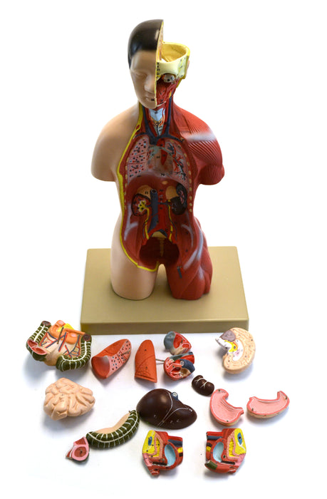 Eisco Adult Half-Size Torso Model with Head, 16 parts