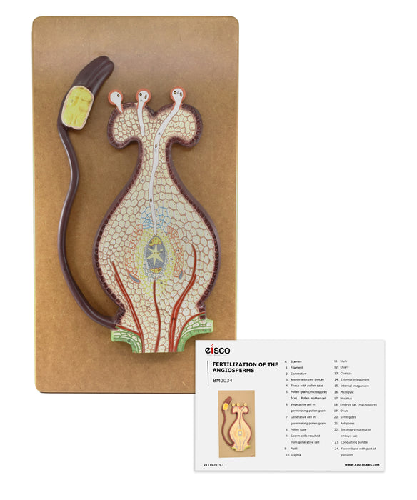 Fertilization of Angiosperms Model - Three Dimensional, Longitudinal Dissection - Hand Painted Details, Magnified - Mounted on Base, 22" x 12" x 1.5" - Eisco Labs