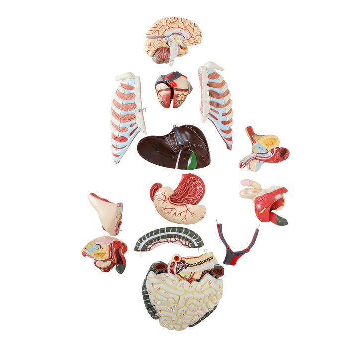 Eisco – Life Size Human Torso Model, 28-Part, Male & Female Reproductive Organs, Removable Anatomical Structures, Open Front and Back, 34" Tall with Base for Classroom and Lab Instruction
