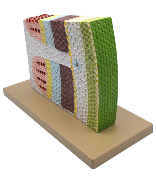 Dicot Stem Model, Three Dimensional, Transverse and Longitudinal Section View, with Hand Painted Details, Magnified - Mounted on Base, 11" x 18" x 8" - Eisco Labs