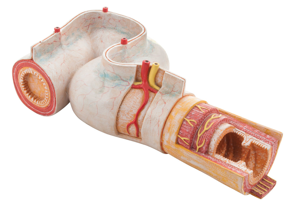 Intestinal Jejunum Section Model - Eisco Labs