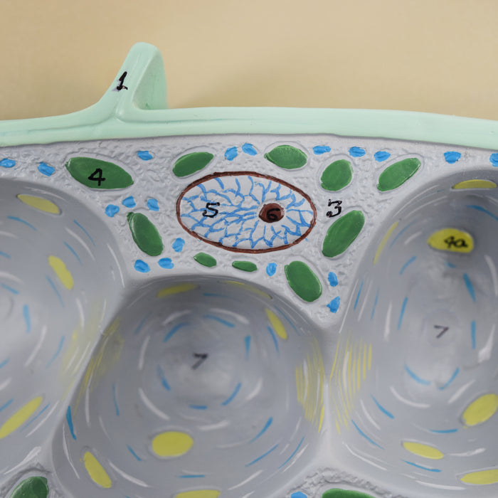 Plant Cell Model, Three Dimensional, Sectional View with Hand Painted Details - Mounted on Base, 13" x 9" - Eisco Labs