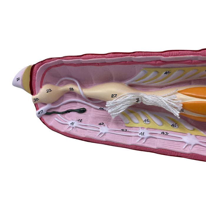 Eisco Labs - Locust Dissection Model - Enlarged Insect Anatomy, Handcr