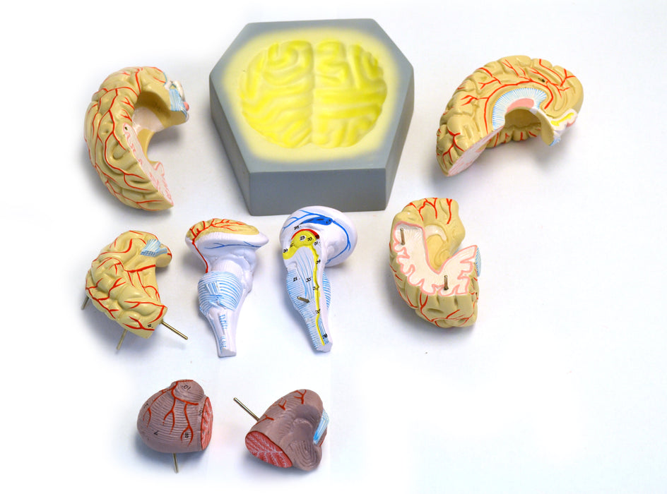 Model, Human Brain, With Arteries, 9 Parts
