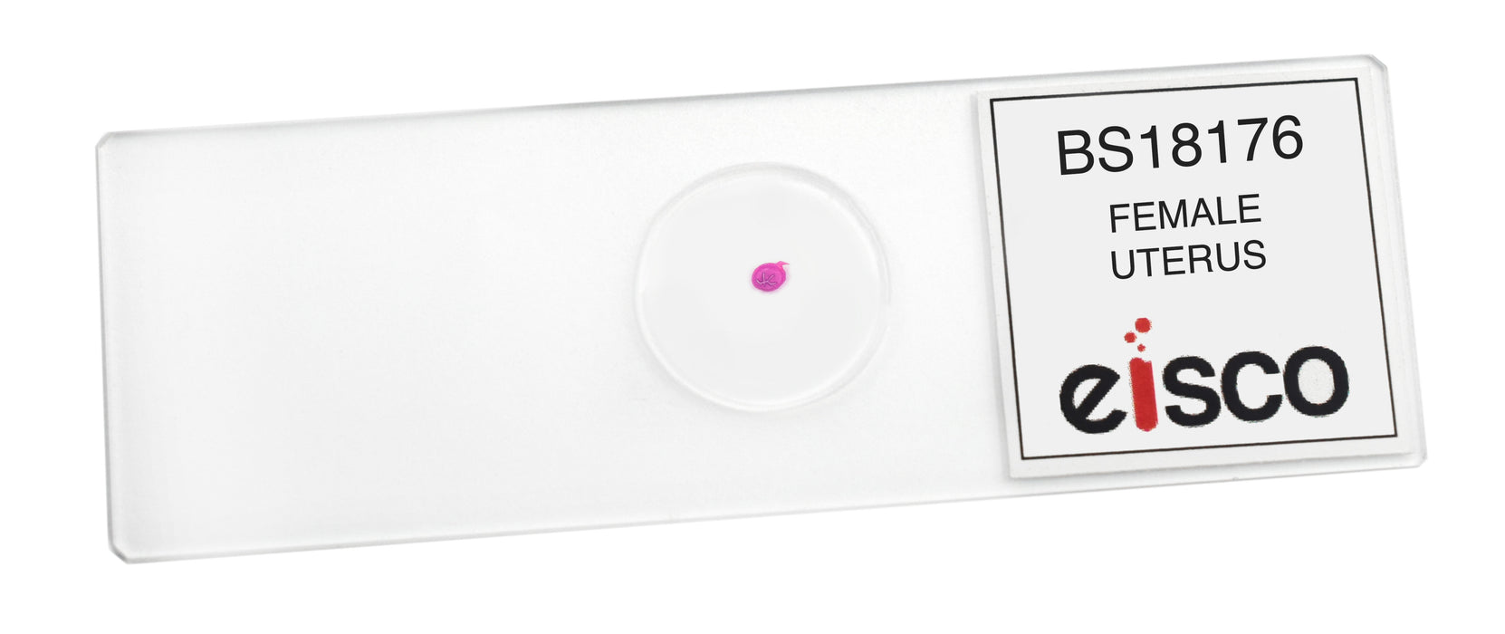 Female Uterus - Prepared Microscope Slide - 75x25mm