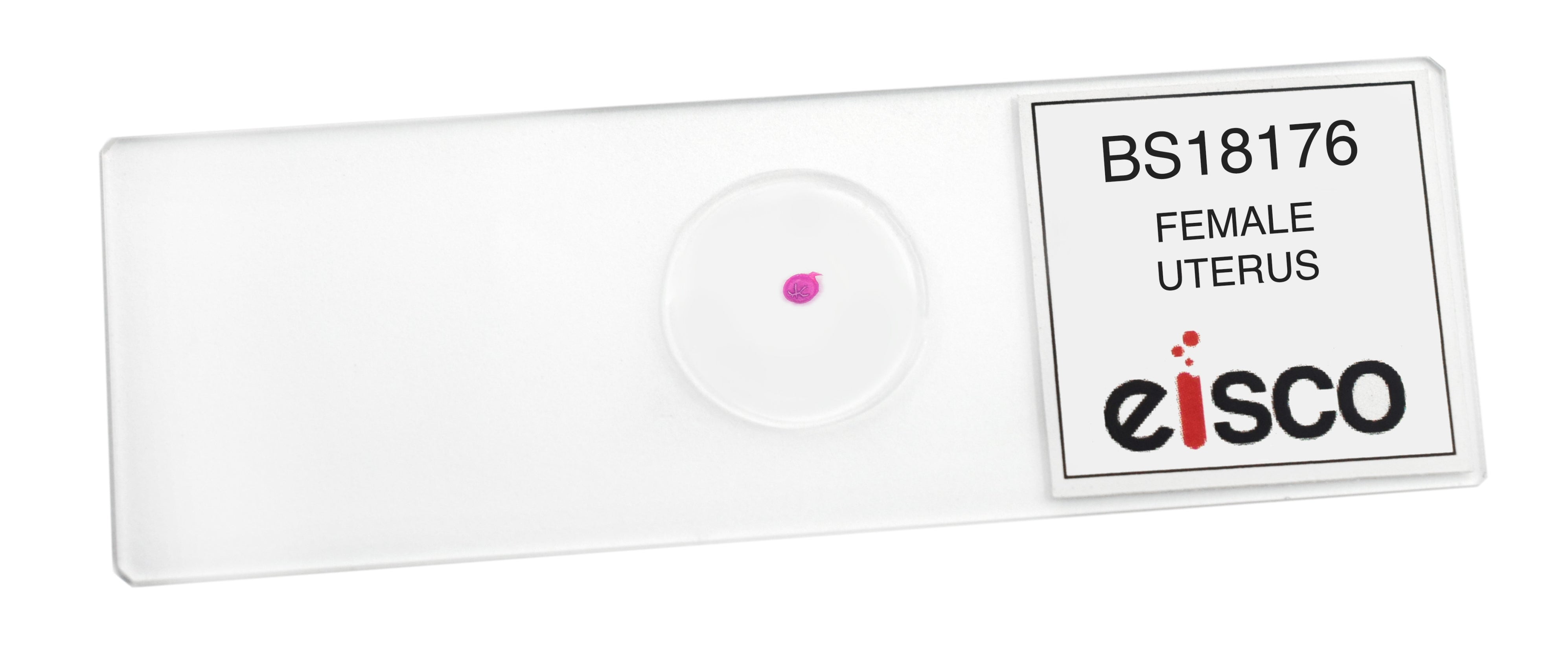Female Uterus - Prepared Microscope Slide - 75x25mm — Eisco Labs
