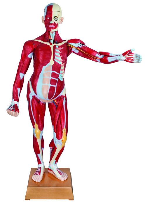 Human Life Size Muscular Torso Dissectable with Dual Sex Organs - 47 Parts