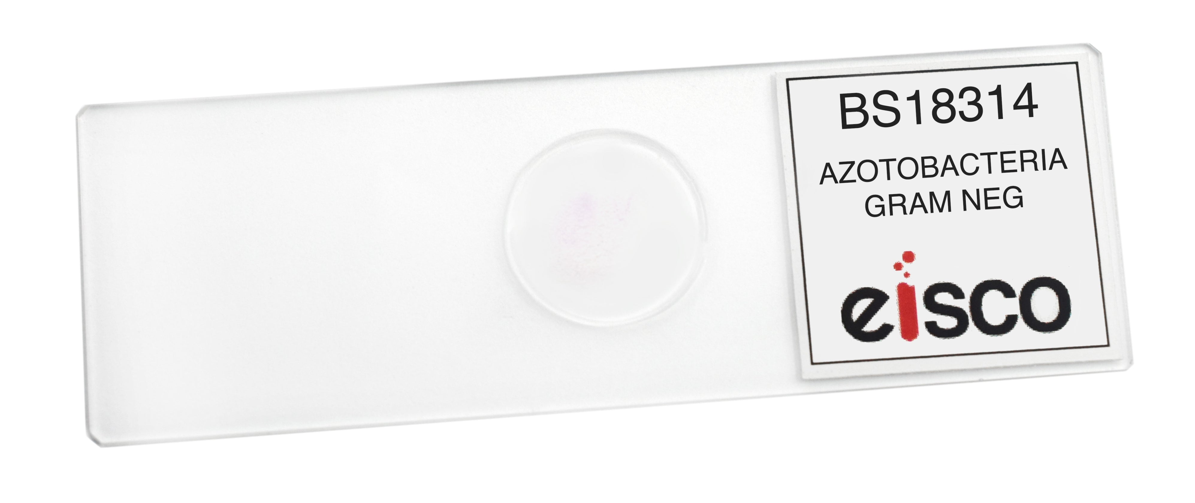 Azotobacter - Prepared Microscope Slide - 75x25mm — Eisco Labs