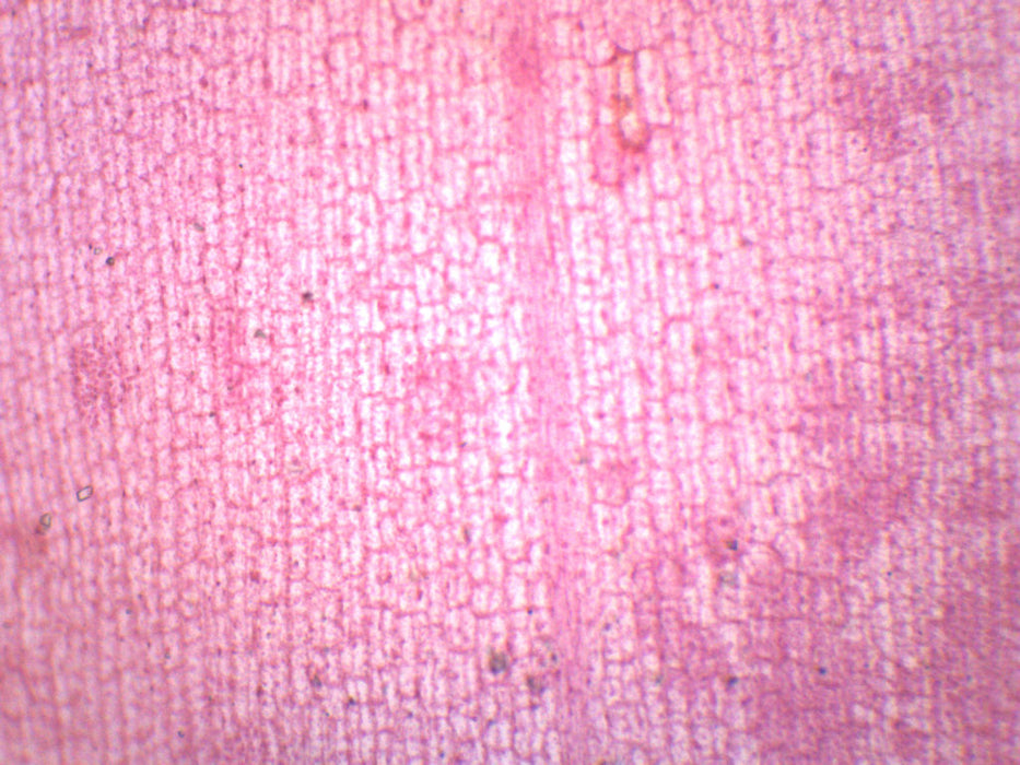 Submerged Leaf of Elodea - Prepared Microscope Slide - 75x25mm