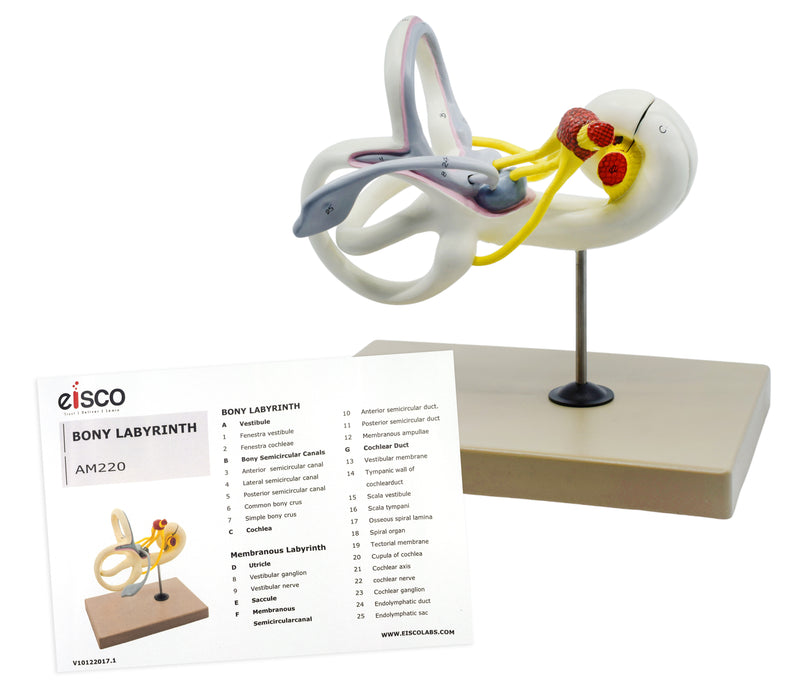Inner Ear Labyrinth Model - 16X Life Size - Sectioned Cochlea - Designed by Medical Professionals & Hand Painted