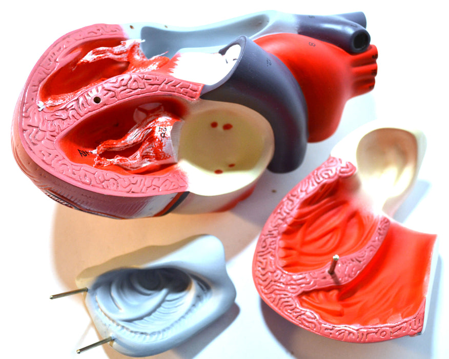 Eisco Labs Human Heart Model; Larger than Life Size (8" in height); On Diaphragm