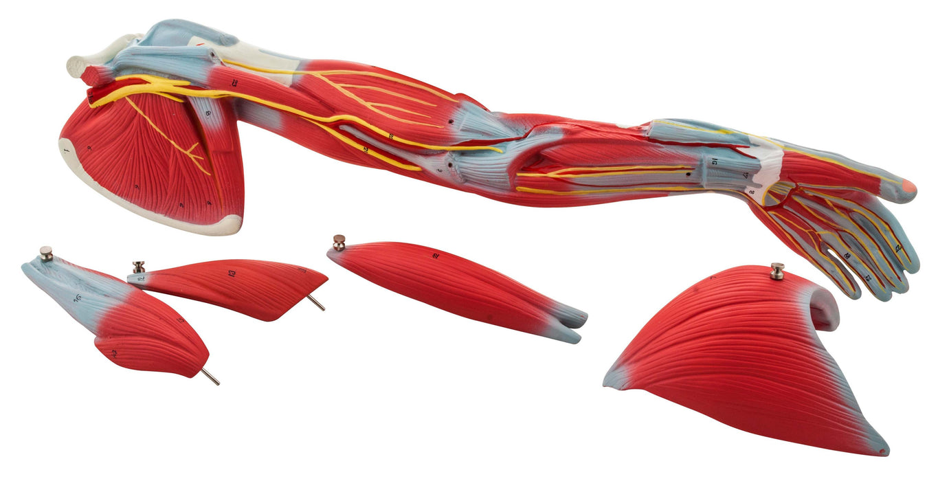 Muscular Arm - 6 Parts