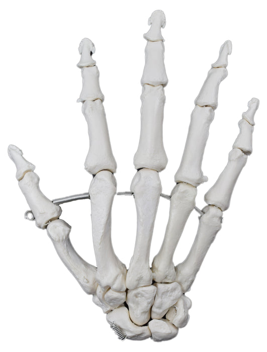 Hand Bone Model, Articulated - Right